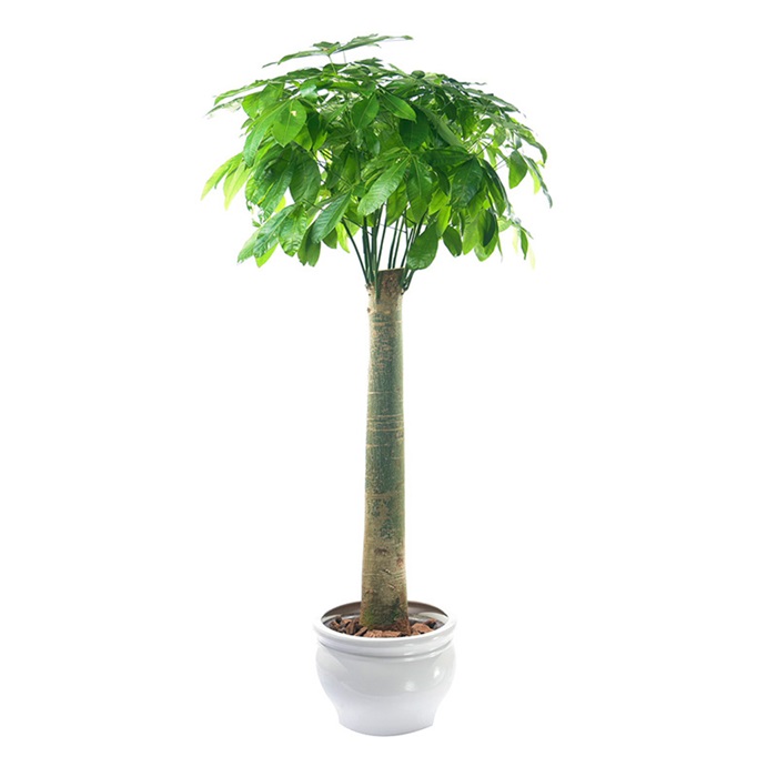 單桿發(fā)財(cái)樹